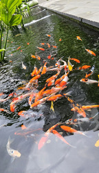 La Fiesta (D19), Condominium #488662861